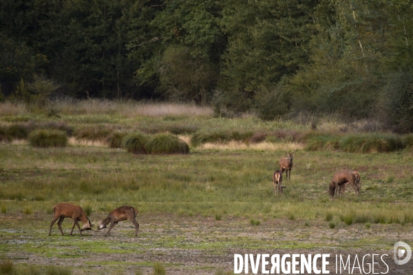 Le brame du cerf en forêt de Chambord
