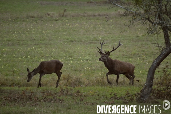 Le brame du cerf en forêt de Chambord