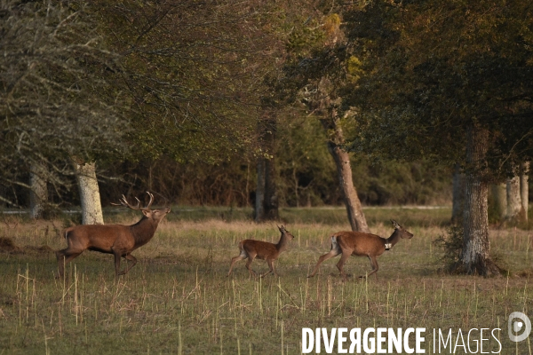 Le brame du cerf en forêt de Chambord