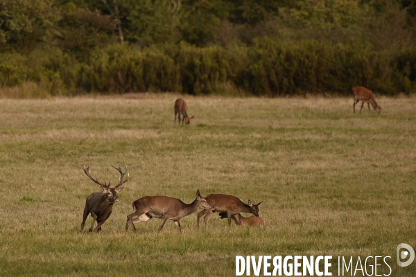 Le brame du cerf en forêt de Chambord