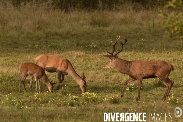 Le brame du cerf en forêt de Chambord