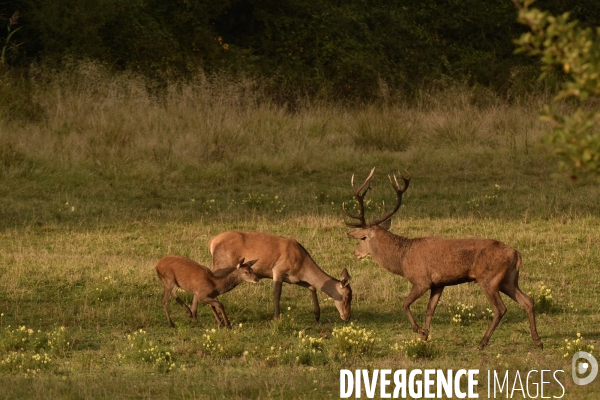 Le brame du cerf en forêt de Chambord