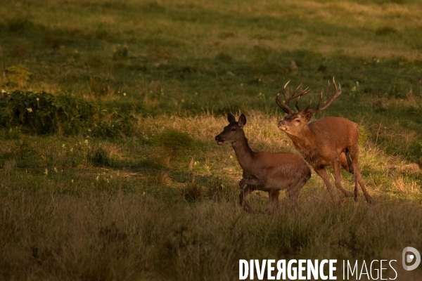 Le brame du cerf en forêt de Chambord