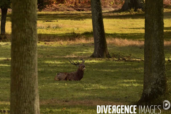 Le brame du cerf en forêt de Chambord