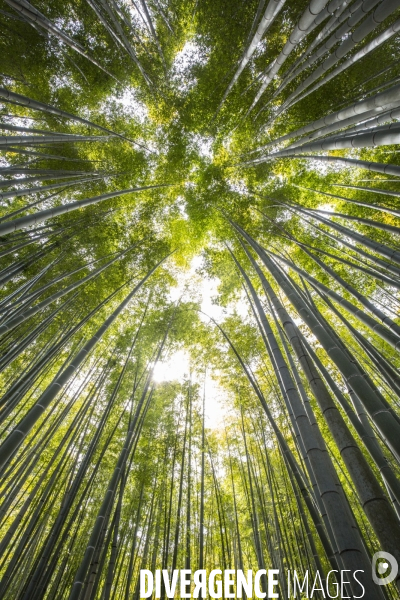 Kimonos dans une foret de bambous au japon