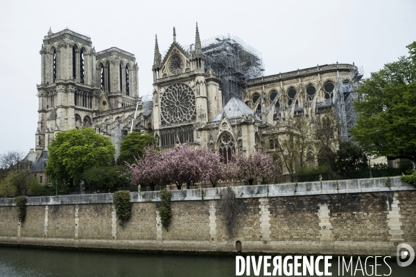 Notre-Dame de Paris, le jour d après l incendie.