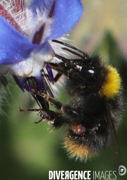 Vol d abeilles au-dessus d un massif de fleurs de bourraches