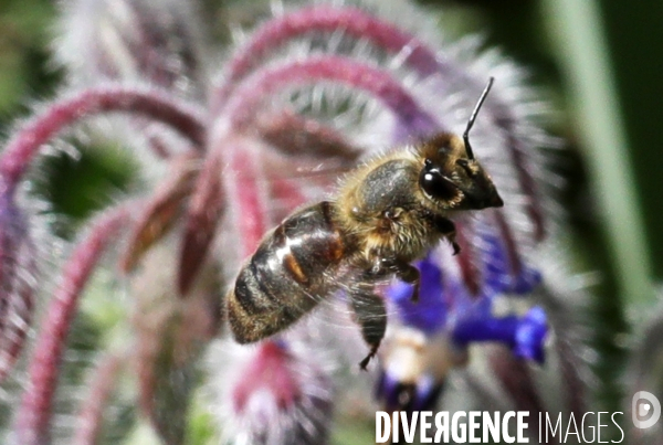 Vol d abeilles au-dessus d un massif de fleurs de bourraches