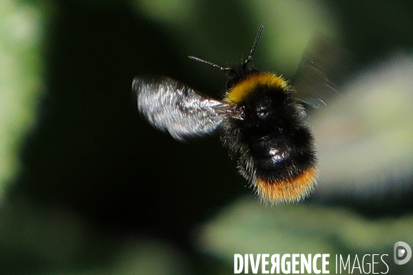 Vol d abeilles au-dessus d un massif de fleurs de bourraches