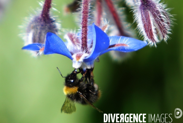 Vol d abeilles au-dessus d un massif de fleurs de bourraches
