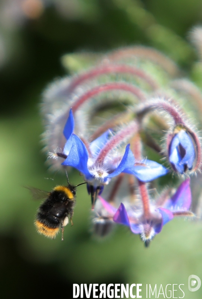 Vol d abeilles au-dessus d un massif de fleurs de bourraches