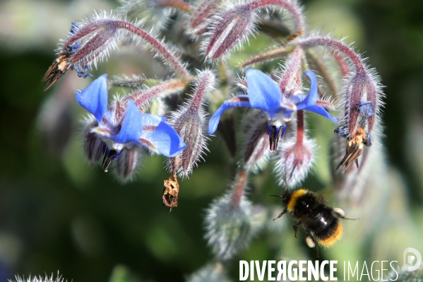 Vol d abeilles au-dessus d un massif de fleurs de bourraches