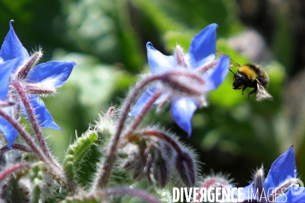 Vol d abeilles au-dessus d un massif de fleurs de bourraches