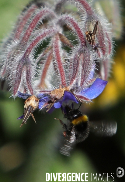 Vol d abeilles au-dessus d un massif de fleurs de bourraches