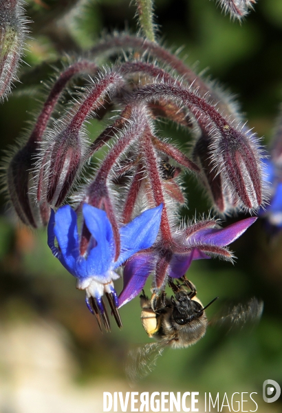 Vol d abeilles au-dessus d un massif de fleurs de bourraches