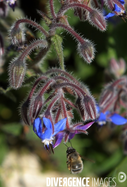 Vol d abeilles au-dessus d un massif de fleurs de bourraches