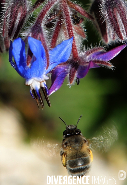 Vol d abeilles au-dessus d un massif de fleurs de bourraches