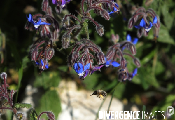 Vol d abeilles au-dessus d un massif de fleurs de bourraches