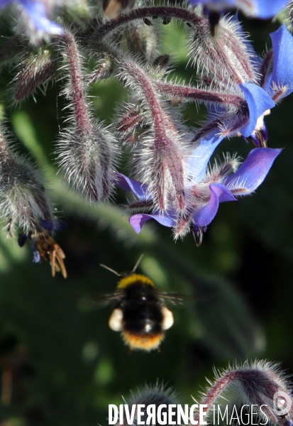 Vol d abeilles au-dessus d un massif de fleurs de bourraches