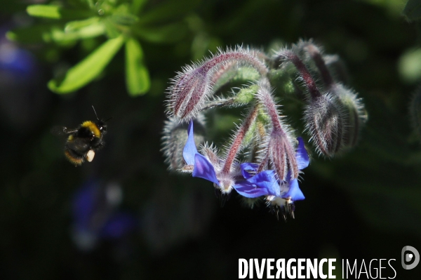 Vol d abeilles au-dessus d un massif de fleurs de bourraches