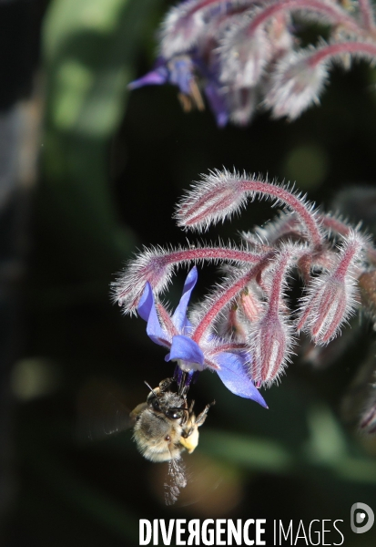 Vol d abeilles au-dessus d un massif de fleurs de bourraches