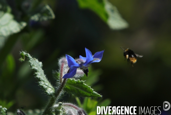 Vol d abeilles au-dessus d un massif de fleurs de bourraches