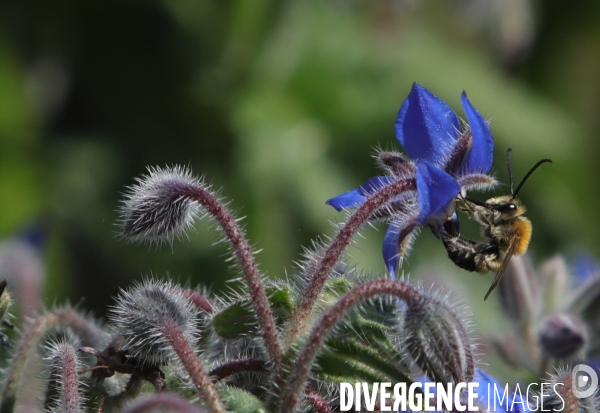 Vol d abeilles au-dessus d un massif de fleurs de bourraches