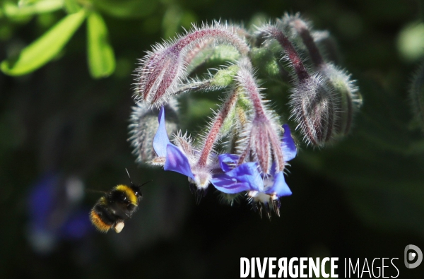 Vol d abeilles au-dessus d un massif de fleurs de bourraches