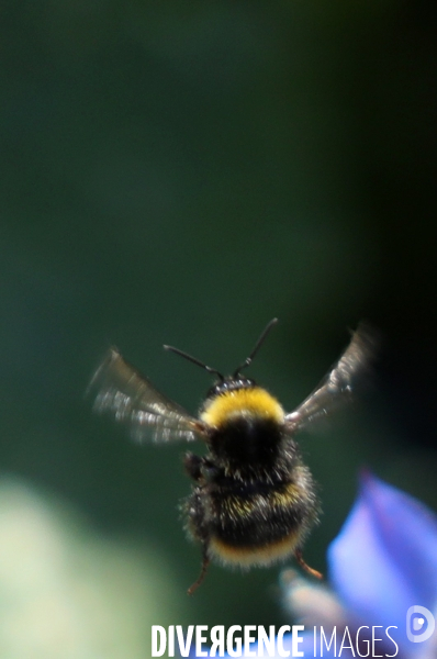 Vol d abeilles au-dessus d un massif de fleurs de bourraches