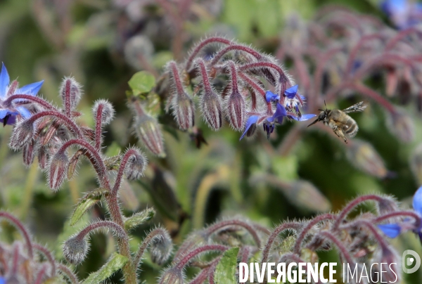 Vol d abeilles au-dessus d un massif de fleurs de bourraches
