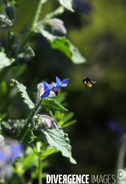 Vol d abeilles au-dessus d un massif de fleurs de bourraches