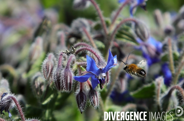Vol d abeilles au-dessus d un massif de fleurs de bourraches