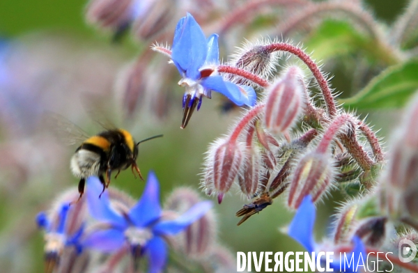 Vol d abeilles au-dessus d un massif de fleurs de bourraches