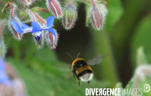 Vol d abeilles au-dessus d un massif de fleurs de bourraches