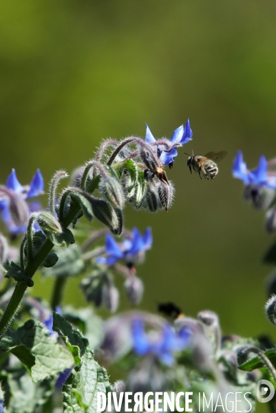Vol d abeilles au-dessus d un massif de fleurs de bourraches
