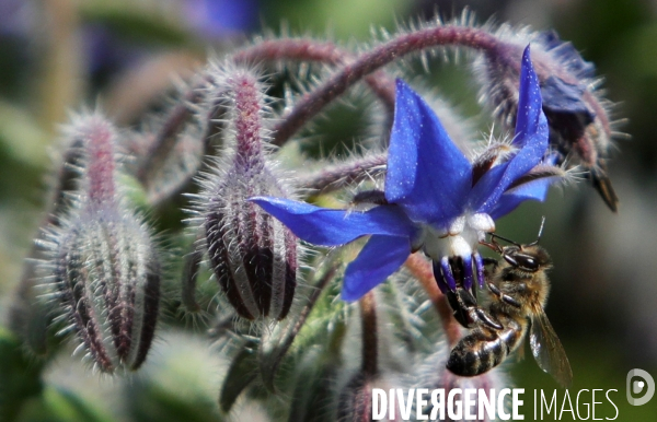 Vol d abeilles au-dessus d un massif de fleurs de bourraches