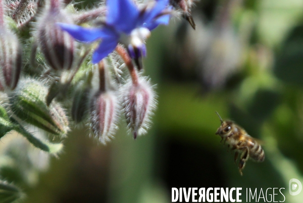 Vol d abeilles au-dessus d un massif de fleurs de bourraches