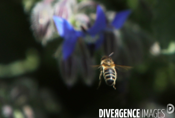Vol d abeilles au-dessus d un massif de fleurs de bourraches