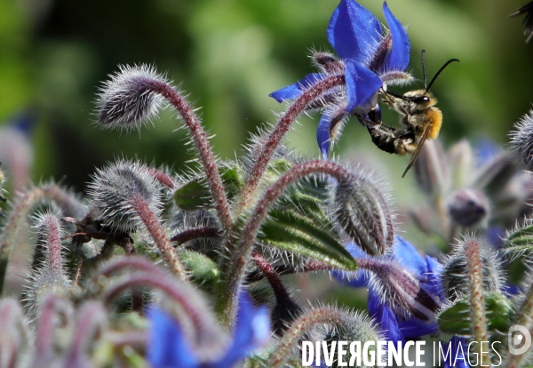 Vol d abeilles au-dessus d un massif de fleurs de bourraches