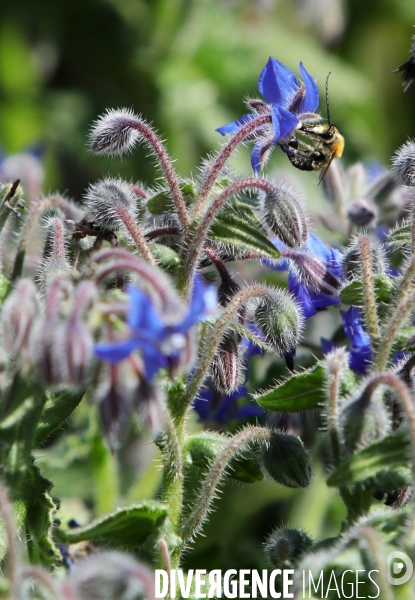 Vol d abeilles au-dessus d un massif de fleurs de bourraches