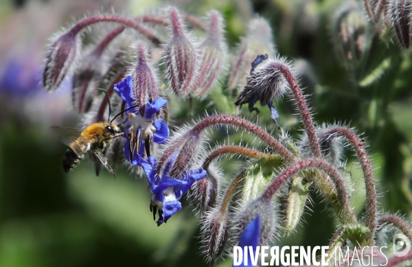Vol d abeilles au-dessus d un massif de fleurs de bourraches