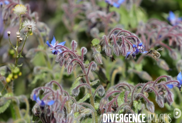 Vol d abeilles au-dessus d un massif de fleurs de bourraches