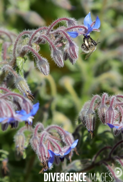 Vol d abeilles au-dessus d un massif de fleurs de bourraches