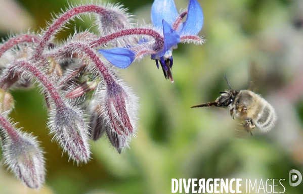 Vol d abeilles au-dessus d un massif de fleurs de bourraches