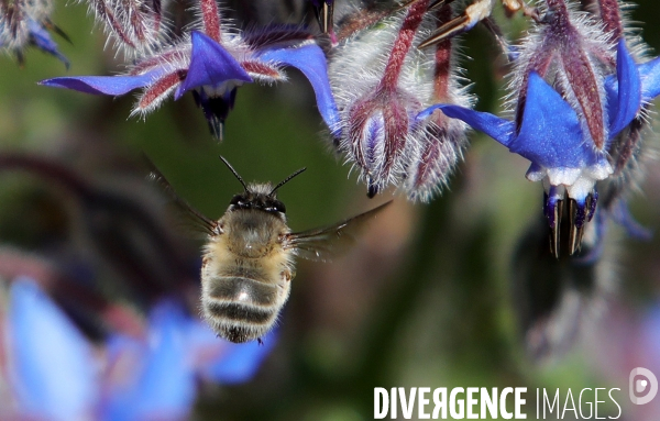 Vol d abeilles au-dessus d un massif de fleurs de bourraches