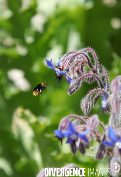 Vol d abeilles au-dessus d un massif de fleurs de bourraches