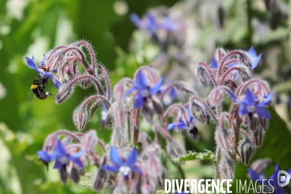 Vol d abeilles au-dessus d un massif de fleurs de bourraches