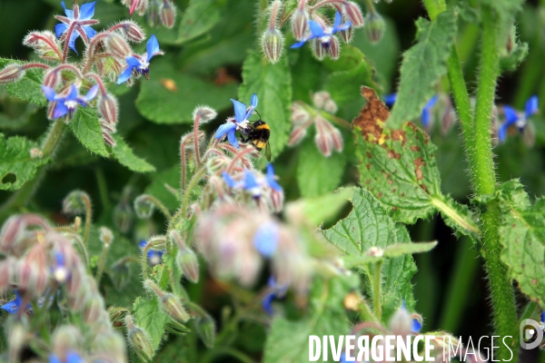 Vol d abeilles au-dessus d un massif de fleurs de bourraches