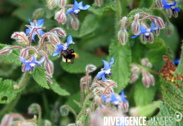 Vol d abeilles au-dessus d un massif de fleurs de bourraches