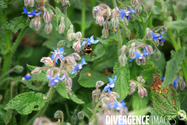 Vol d abeilles au-dessus d un massif de fleurs de bourraches